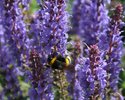 Dunkle Erdhummel am Salbei (Heldberg)