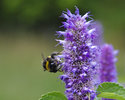 Hummel im Ried 2 (Hasenzahl)