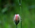 Eine Mohnblüte erwacht (Maus, 1. Platz)