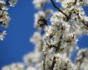 Hummel (2. Platz, Erdhummel, Schumann)