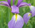 Blue Iris (Iris spuria)
