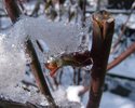 Rosenknopspe im Eismantel (R. Sadler)