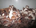 Shiitake (Schellhaas)