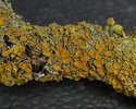 Xanthoria parietina (Röder, 2. Platz)