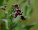 ohne Titel (Steinhummel, Ruschitschka)