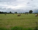 Floodplain meadow in Riedstadt after the hay-harvest
