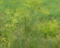 Hog´s fennel (Peucedanum officinale)