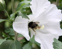 Reich gedeckter Tisch (Erdhummel, Zehnder)