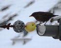 Amsel (Nawratil)