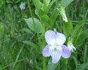 Hohes Veilchen (Viola elatior)