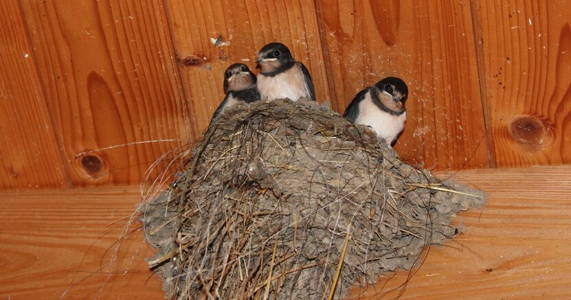 Nest mit Jungvögeln der Rauchschwalbe in einem Stallgebäude An der Holzdecke eines Stalls befindet sich an einem Balken ein Nest. Daraus schauen drei Jungvögel der Rauchschwalbe.