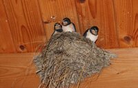 Nest mit Jungvögeln der Rauchschwalbe in einem Stallgebäude An der Holzdecke eines Stalls befindet sich an einem Balken ein Nest. Daraus schauen drei Jungvögel der Rauchschwalbe.