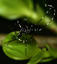 Eine Asiatische Tigermücke mit den charakteristischen weißen Zeichnungen sitzt auf einem Blatt.