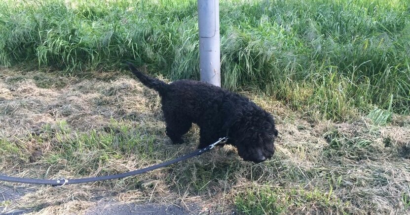 Ein angeleinter Hund schnüffelt an einem Laternenpfahl im Gras