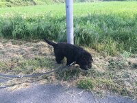 Ein angeleinter Hund schnüffelt an einem Laternenpfahl im Gras