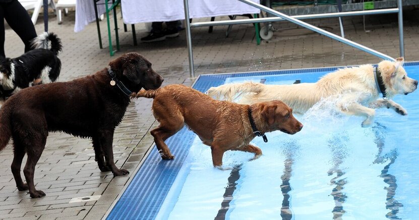 Je nach Temperament zögerlich oder beherzt eroberten die Hunde das Nichtschwimmerbecken. Ein weißer Hund springt gerade von der zweiten Stufe des Nichtschwimmerbeckens ins Wasser. Ein hellbrauner Hund steht hinter ihm auf der obersten Stufe schon im Wasser. Ein dunkelbrauner Hund steht noch vor der Treppe und schaut Richtung Wasser.
