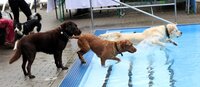 Je nach Temperament zögerlich oder beherzt eroberten die Hunde das Nichtschwimmerbecken. Ein weißer Hund springt gerade von der zweiten Stufe des Nichtschwimmerbeckens ins Wasser. Ein hellbrauner Hund steht hinter ihm auf der obersten Stufe schon im Wasser. Ein dunkelbrauner Hund steht noch vor der Treppe und schaut Richtung Wasser.