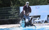 Border Collie Hündin Maya hatte im letzten Jahr sichtlich Spaß beim Hundeschwimmen. Ein Border Collie mit weißer Brust und dunklem Fell an Rücken und Bauch springt freudig in das Schwimmerbecken. Hinter dem Hund steht die Besitzerin am Beckenrand. Sie hat offensichtlich gerade ein Spielzeug ins Wasser geworfen, das der Hund jetzt holen will.