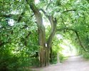 Zürgelbaum am Ludwigsstein (Blum-Borell)