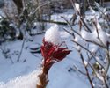 Rosenknospe mit Schneehäubchen (R.Sadler)