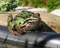 Teichfrosch in der Sonne (Heldberg)