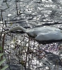 Ein verendeter Schwan. Zu sehen ist ein toter Schwan, der im Wasser liegt, der Kopf befindet sich unter Wasser.