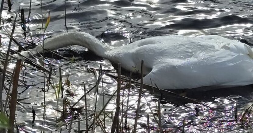Zu sehen ist ein toter Schwan, der im Wasser liegt, der Kopf befindet sich unter Wasser.